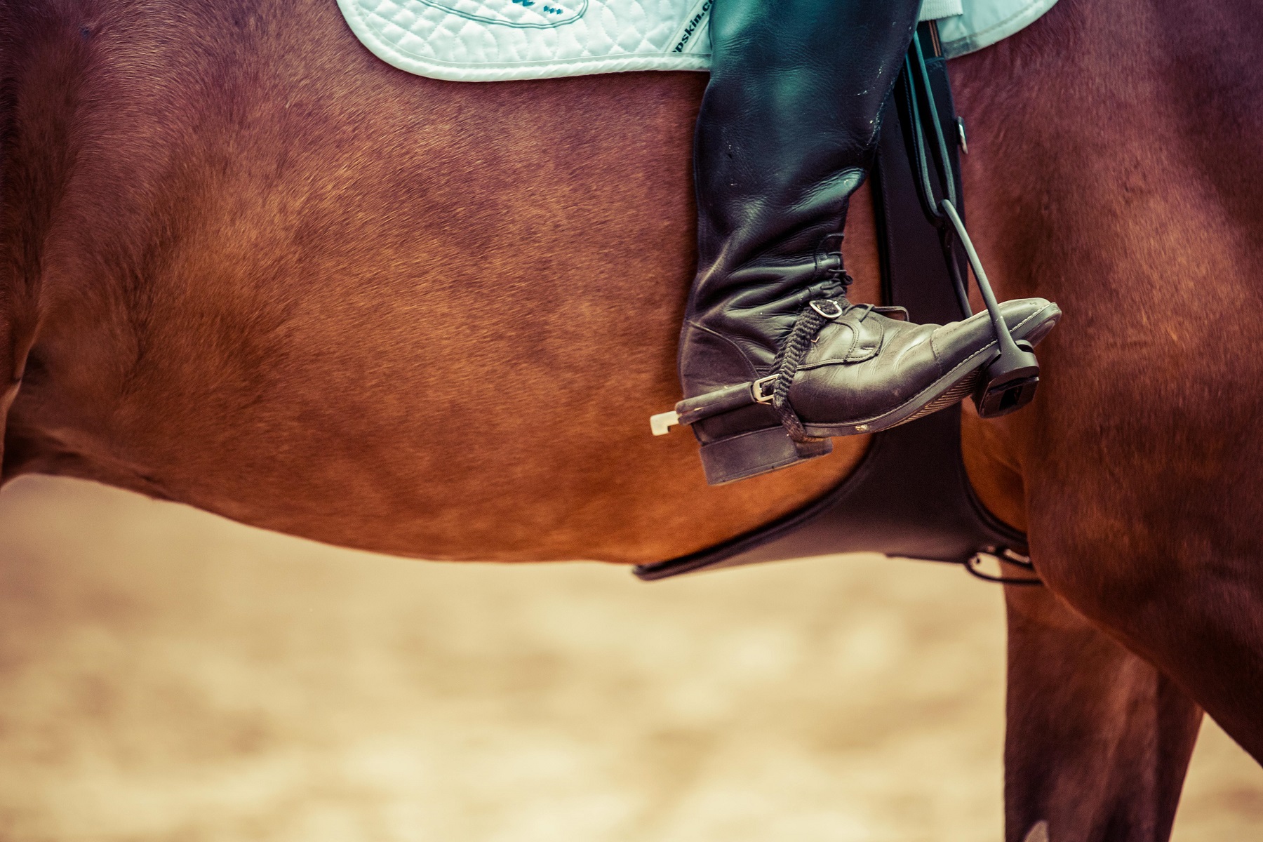 equitation et competition de haut niveau