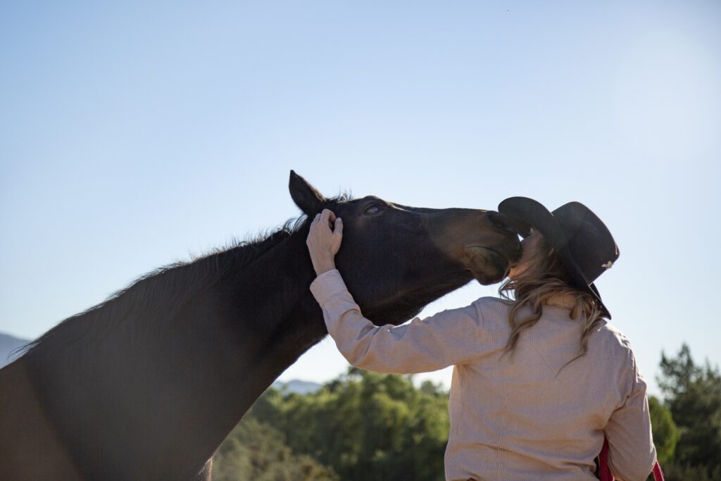 assurer son cheval une securite financiere